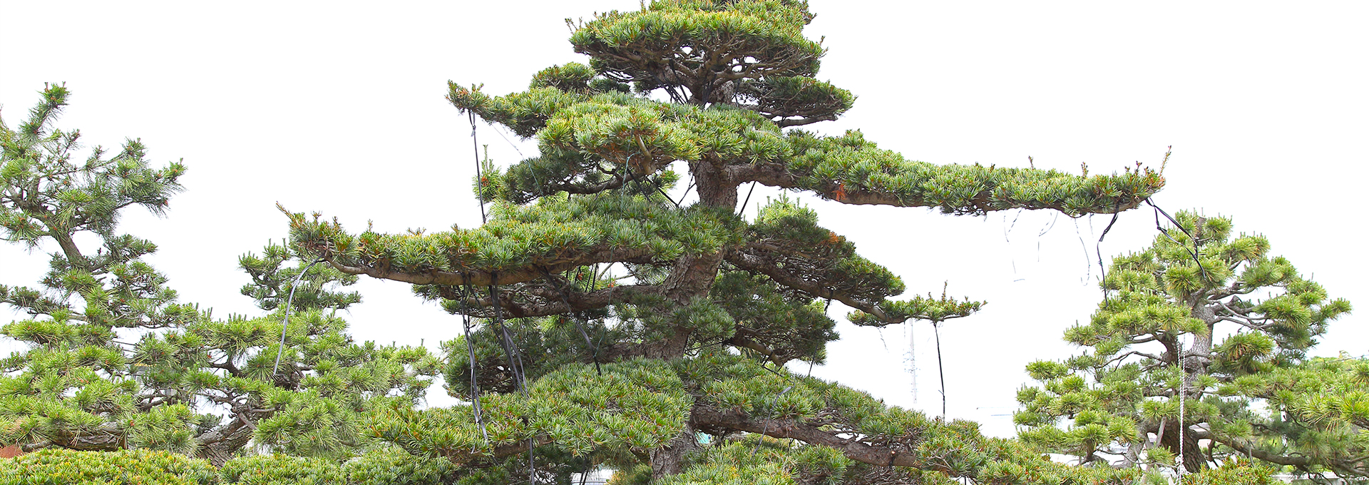 羽島緑水園株式会社