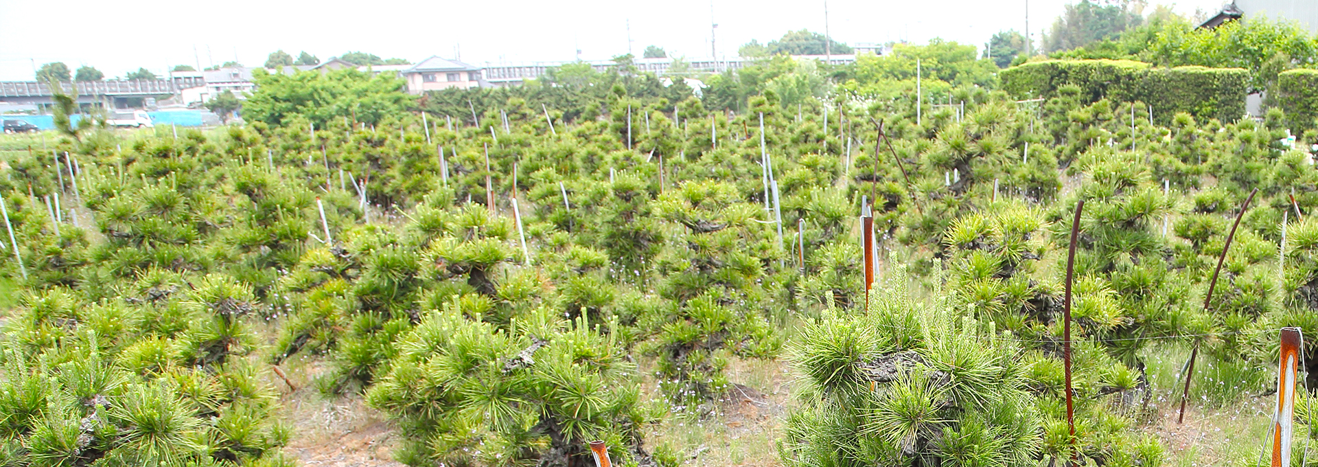 羽島緑水園株式会社