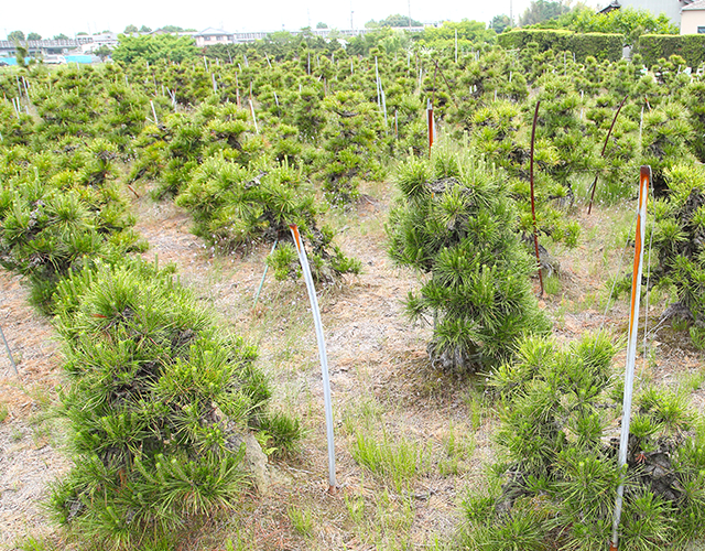 羽島緑水園株式会社